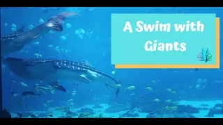 Diving with Whale Sharks at the Georgia Aquarium