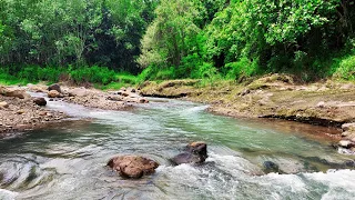 Get To Sleep Instantly With Soothing Sounds Of Gentle Stream And Nature Ambiance For Asmr Relaxation