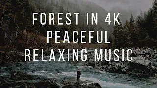 12 Hours Of Deep Sleep | Relaxing Sounds of Mountain Rivers and Forest Birds Singing