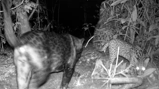 A ONÇA PRETA APARECEU NA TRILHA, JAGUATIRICA ESTAVA NA ESPREITA CAÇANDO