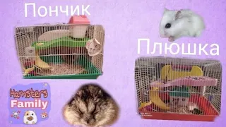 ПЕРВАЯ УБОРКА В КЛЕТКЕ С ХОМЯЧАТАМИ | Hamsters Family