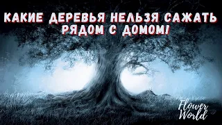 Какие деревья нельзя сажать рядом с домом| Эзотерика