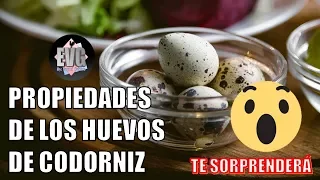 Las Propiedades Curativas y vitaminicas de los Huevos de Codorniz