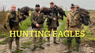 FALCONRY: Golden Eagles hunting carrots…