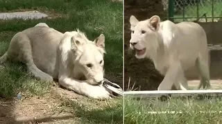 Rare white lion celebrates 1st birthday in Baghdad zoo