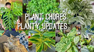 Balcony Plants Update, Watering Houseplants, & Repotting! Plant Chores 🪴