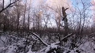 Охота на зайца с эстонской гончей Обучения эстонской гончей или нагонка