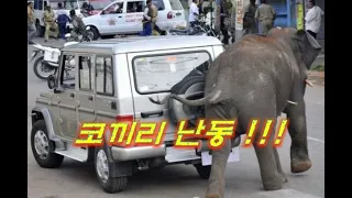 Ep.137 (삭제영상 재업) 코끼리 깽판, 자동차를 집어던지는 코끼리, Elephant Turbulence, Elephant Throwing Car