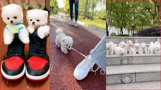 Tik Tok Chó Phốc Sóc Mini 😍 Funny and Cute Pomeranian #49