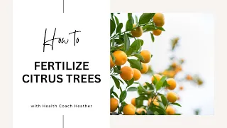 How to Fertilize Citrus Trees