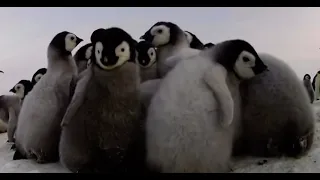 Inside baby emperor penguin huddle 🐧❤️