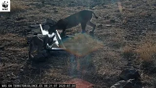 Mamá lince con tres cachorros