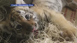 This Baby Tiger Needs A Name!