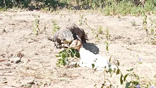 Komodo Dragons Hunt Goats 😱