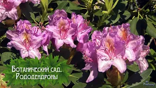 Botanical garden. Rhododendrons (2024)