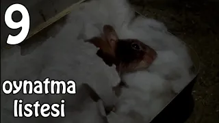 Zor Hedef Fare Türkçe Dublaj 100 Like? Full Film 9.Kısım (Mouse Hunt)