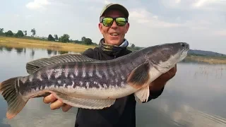 Awesome Wild Snakehead Fishing- Bkk Fishing Tour- BKKGUY