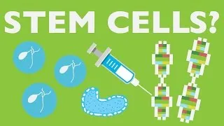 WHAT CAN STEM CELLS DO?
