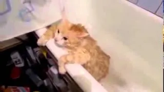Жирный кот не может выпрыгнуть из ванны Fat cat can't jump out of the bath