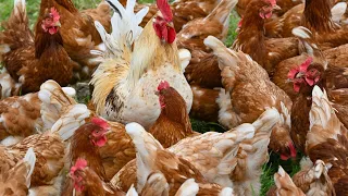 Hundreds of thousands of chickens killed in Vic to stop spread of bird flu