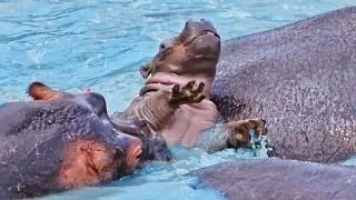 Baby Hippo Fights for Survival While Being Attacked