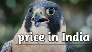 price of falcon in india