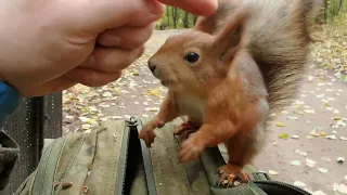 Кормил бельчонка, но тут прибежал Ушастик /I was feeding a squirrel, but Ushastik came running