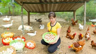 Harvest A Lot Of Chicken Eggs Go To Market Sell - Plant new corn crop - Farm life | Nhất Daily Life