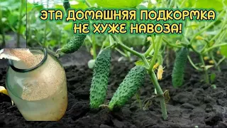 ЧУДО ОРГАНИЧЕСКАЯ ПОДКОРМКА ,РАБОТАЕТ НЕ ХУЖЕ НАВОЗА.ДАЖЕ ЧАХЛЫЕ ОГУРЦЫ,ТОМАТЫ ВМИГ ПОЙДУТ В РОСТ