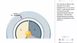 P53 animation - tumor supressor gene animation