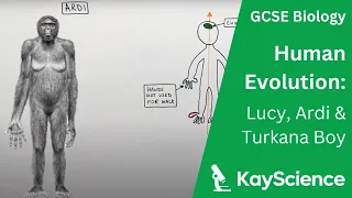 Human Evolution (Lucy, Ardi & Turkana Boy) - GCSE Biology | kayscience.com