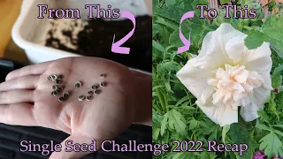 Growing Hollyhocks - From Seed to Flower - SingleSeedChallenge2022 Recap!