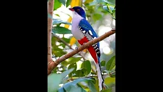 Beautiful birds song!