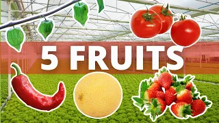 Five Fruit Crops You Can Easily Grow in Hydroponics for profit