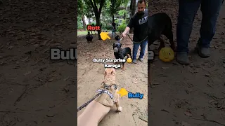 Bully🐶 vs Bubzy🐻.. dono hi heavy👹 driver hai 🫢       #amanandbully #pitbulldog #bubzy #rottweiler