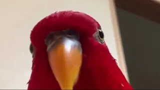 Red bird laughing but with kira yoshikage theme