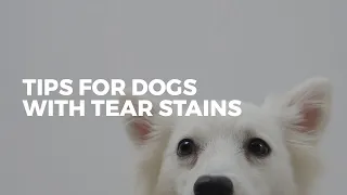 How To Get Rid Of Tear Stains | DOG OWNER TIPS