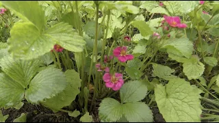 Erdbeerkunde im Botanischen Garten Rostock