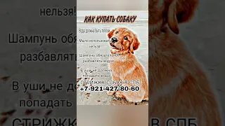 ДЕЛАЙ ЭТО ПРАВИЛЬНО! КАК КУПАТЬ СОБАК