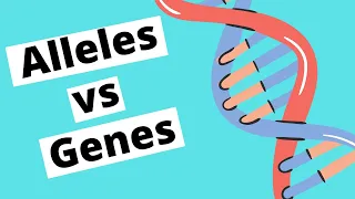 Alleles vs Genes  | Genetics |