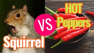 SQUIRRELS VS HOT PEPPER BIRD SEED! Does this spicy food actually work against squirrels?