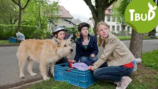 Hundefänger (Folge 17) | Tiere bis unters Dach | SWR Plus