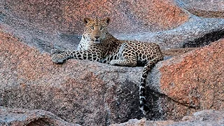 Jawai Leopard Camp in India