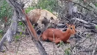 Unbelievable: Hyena Mating Impala and Eating it Alive...!