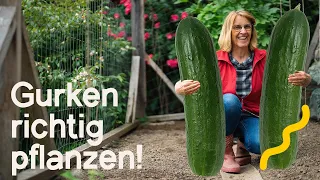 Maximaler Ertrag: So pflanzt und pflegt ihr Gurken richtig | Tipps für eine reiche Ernte 🥒