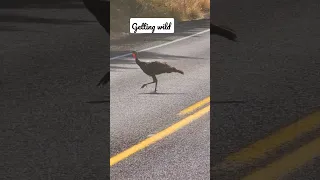 wild turkey crossing the road #wildlife #wildanimals #turkey #turkeyseason