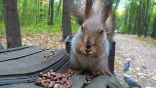 Вернулся Дикий бельчонок / Wild Squirrel has returned