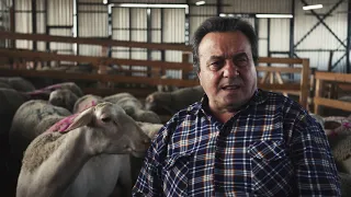 Какую породу овец выбрали в Феодоро и почему