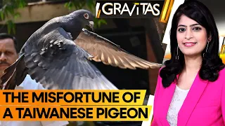 Gravitas | Pigeon suspected to be Chinese spy set free | WION