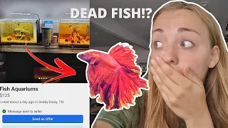 BETTA FISH RESCUE |Sold on FACEBOOK MARKETPLACE |Disgusting|